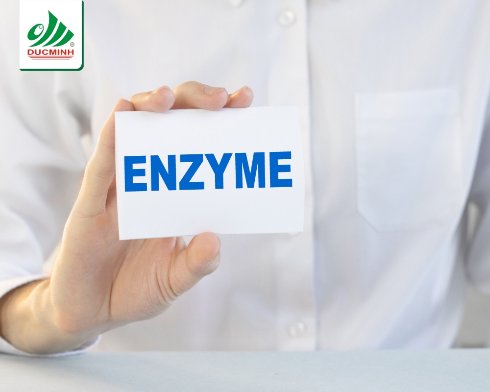 Enzyme ngoại sinh rất quan trọng cho sức khỏe và hiệu suất.