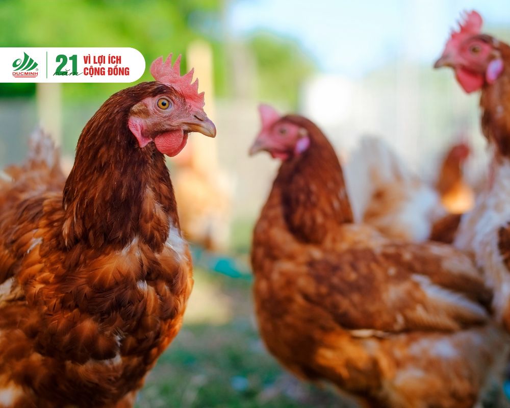 Phát Hiện Cúm Gia Cầm H5N1